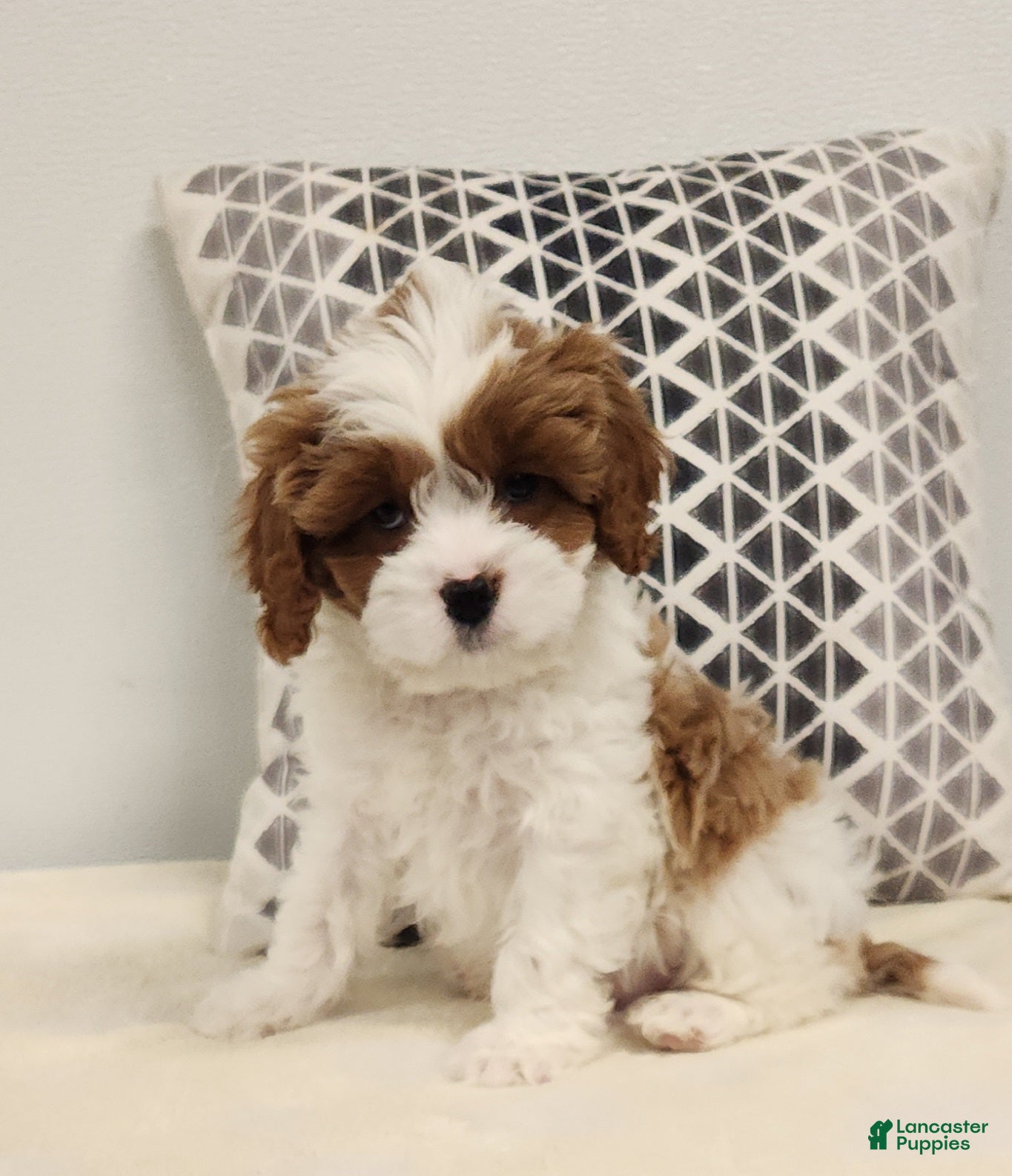 Cavapoo dogs Reggie - Ad 19