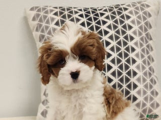 Cavapoo dogs Reggie - Ad 19