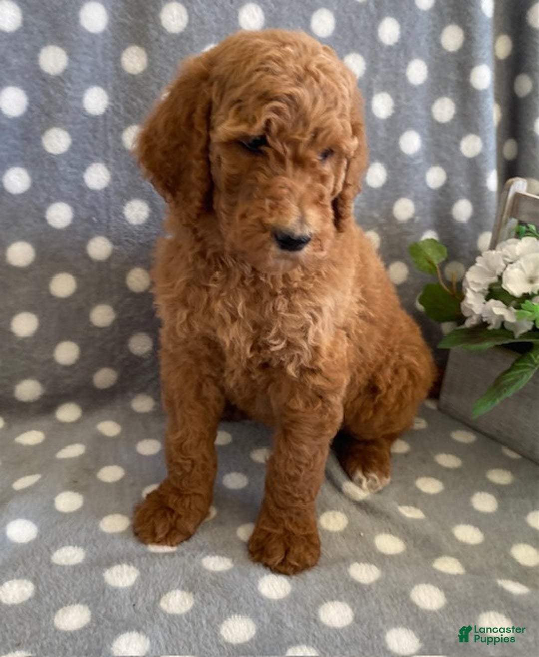 Standard Poodle dogs for sale: Jasmine - Ad 7