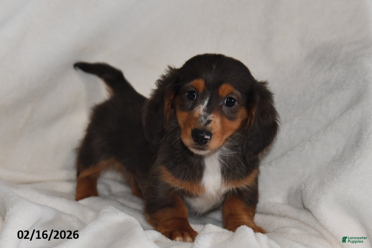 Miniature Dachshund dogs Cocoa - Ad 1