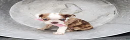 Boston Terrier dogs for sale: Honey - Ad 3