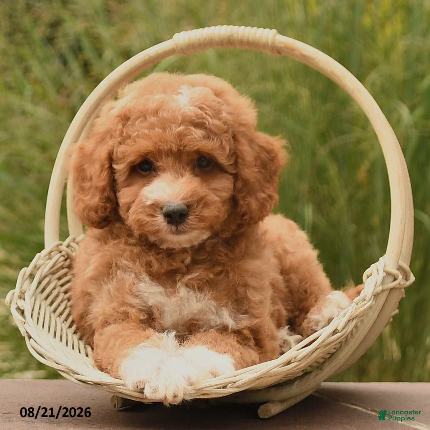 Cockapoo dogs Owen - Ad 2