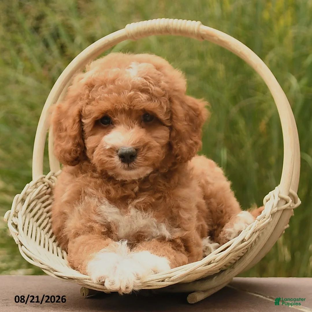 Cockapoo dogs for sale: Owen - Ad 2