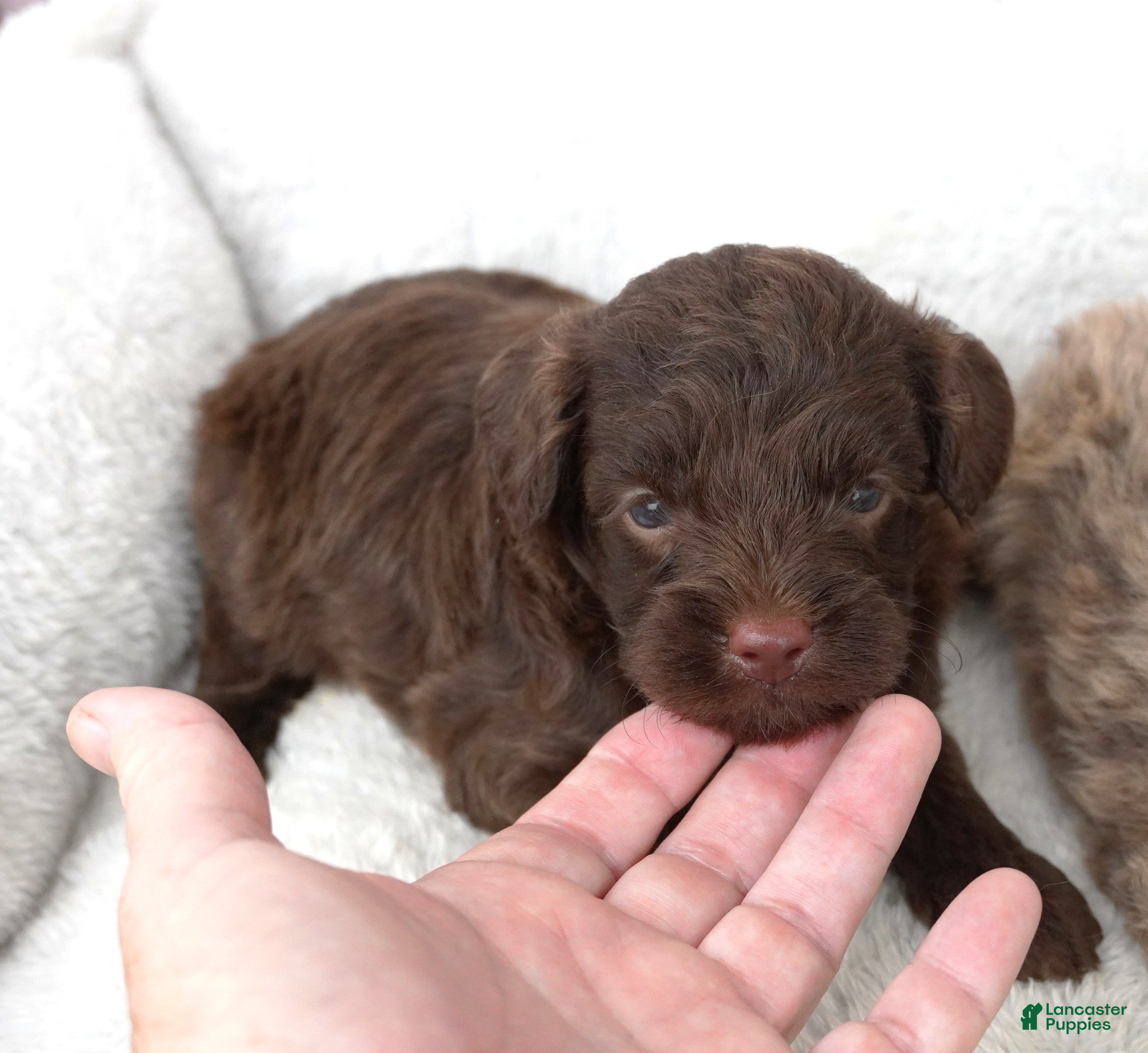Mini Aussiedoodle dogs F1B Toy Chocolate Male - Ad 1