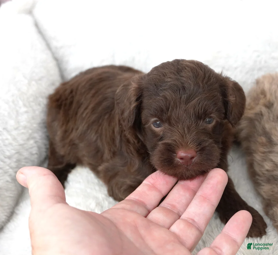 Mini Aussiedoodle dogs for sale: F1B Toy Chocolate Male - Ad 1