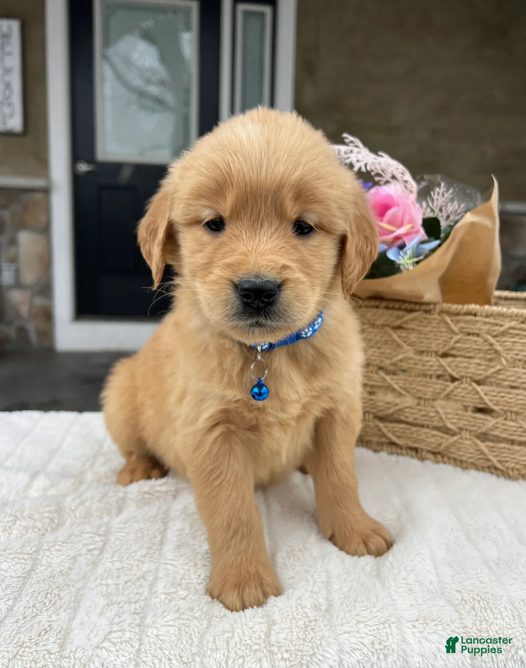 Golden Retriever dogs for sale: Dash - Ad 2