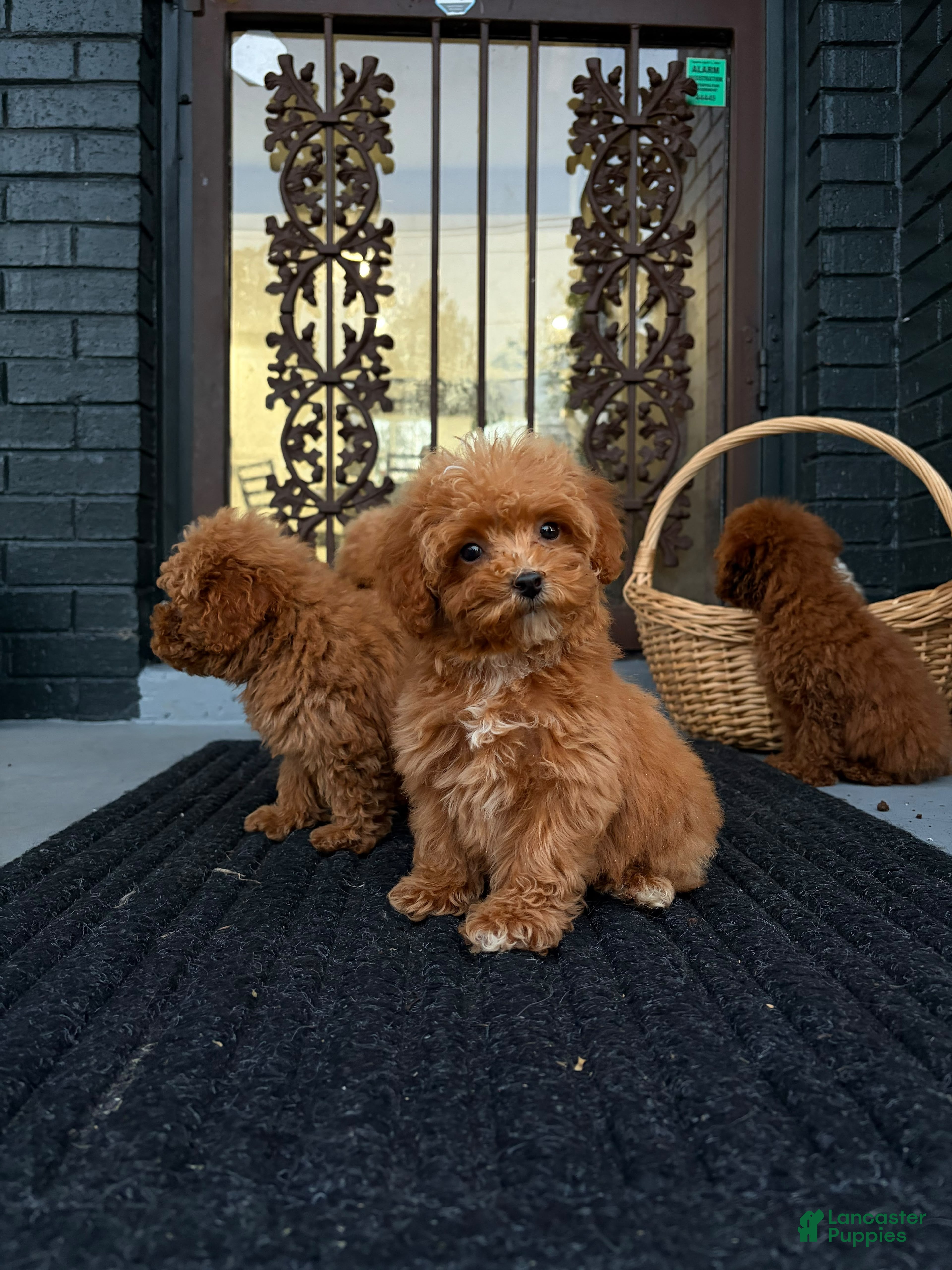 Toy Poodle dogs for sale: 🌸🎀  ROSIE🌸🎀  - Ad 1