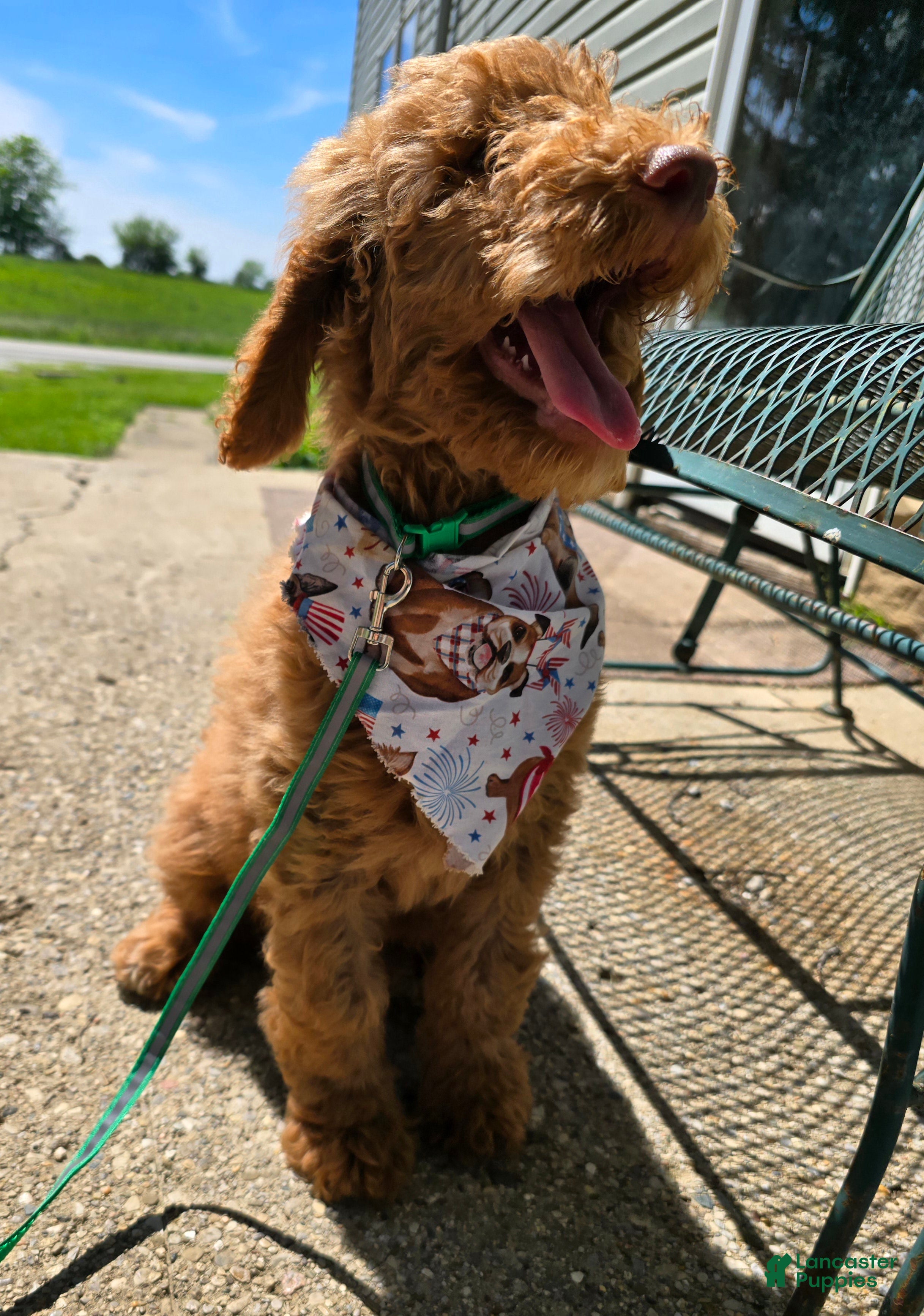 Goldendoodle dogs Goldendoodle Puppy 2 - Ad 41