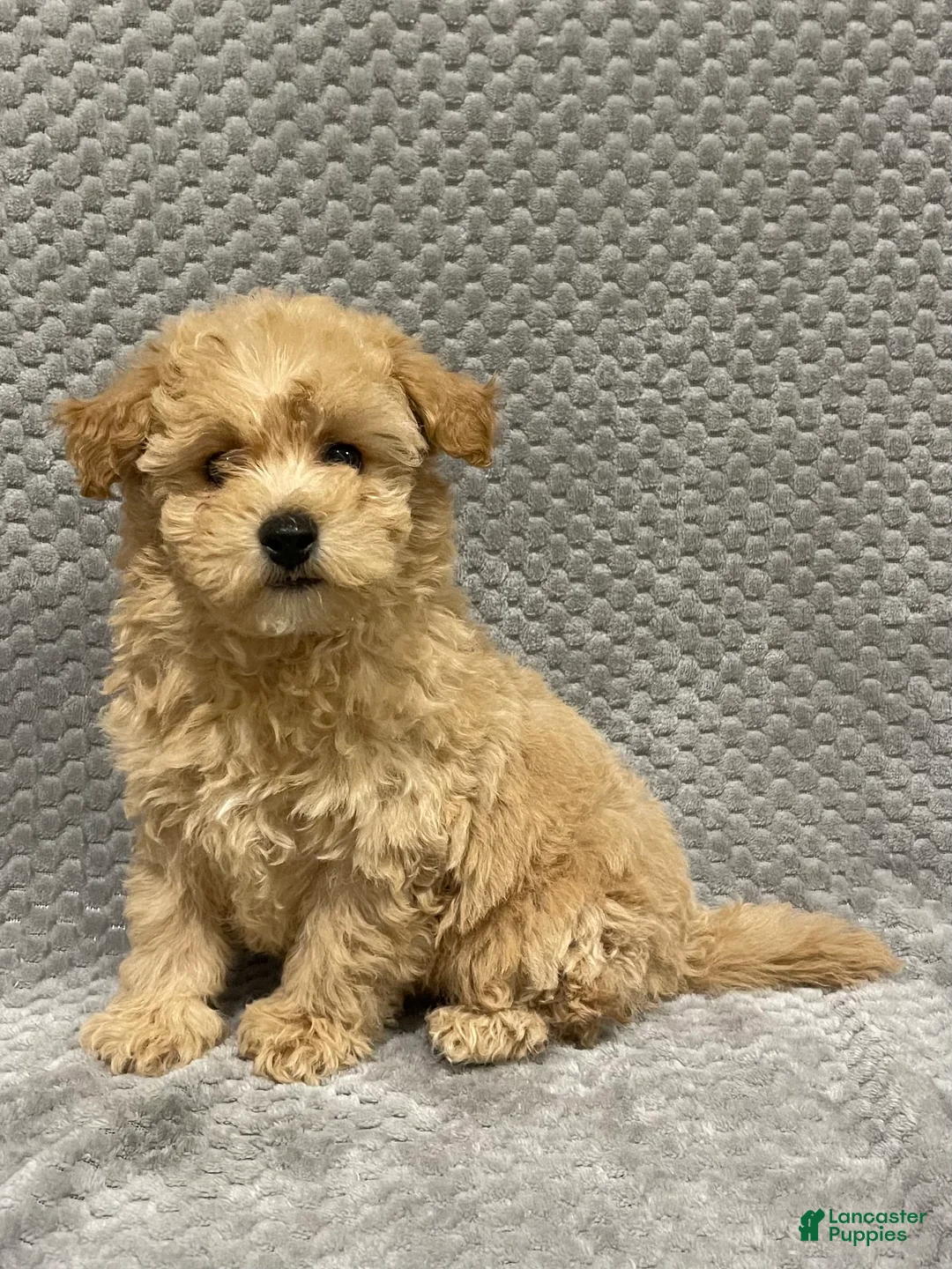 Bichpoo dogs for sale: Flynn - Ad 1