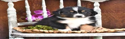 Australian Shepherd dogs for sale: Arnold - Ad 3