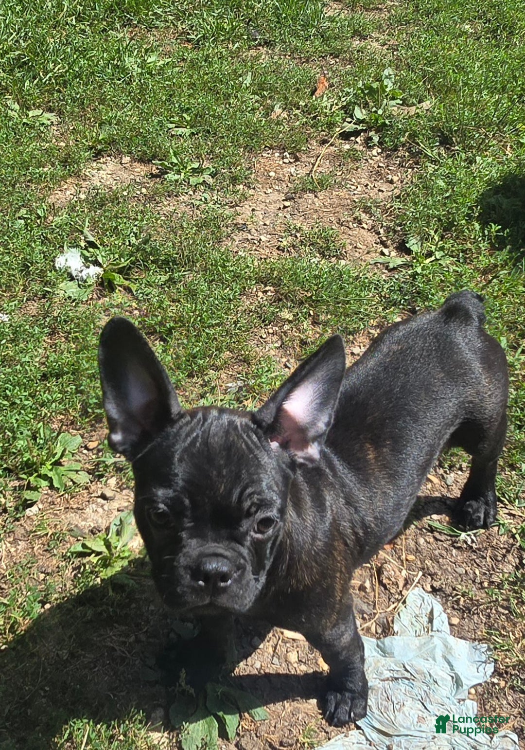 French English Bulldog Mixed With Pug Brindle French Bulldog Pug