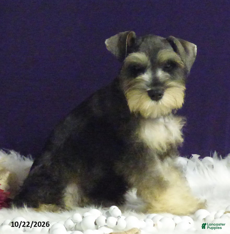 Miniature Schnauzer dogs Twila - Ad 1