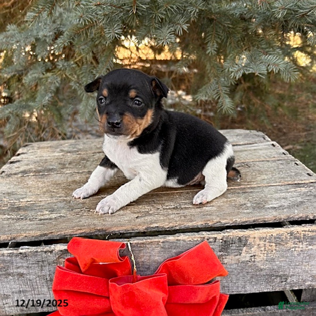 Rat Terrier dogs for sale: Moana - Ad 3