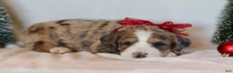 Bernedoodle dogs for sale: Winter - Ad 8