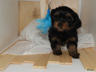 Mixed Breed dogs Duchess - Ad 4