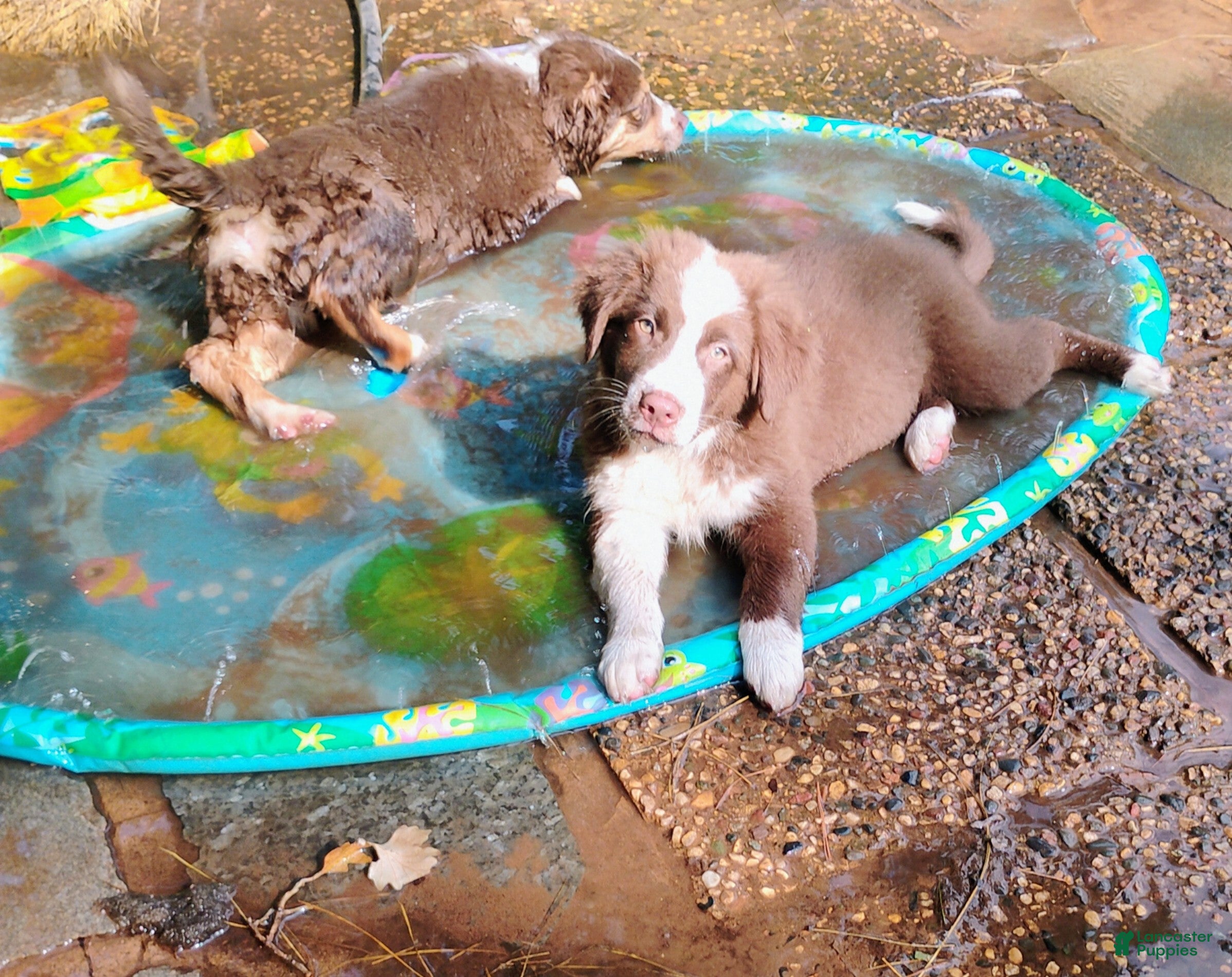 Australian Shepherd dogs Thicket - Ad 1