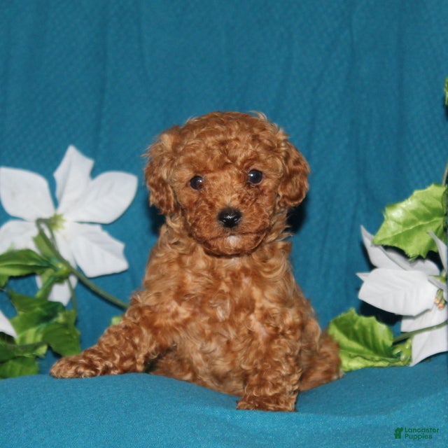 Mini Goldendoodle dogs Tiny  - Ad 2