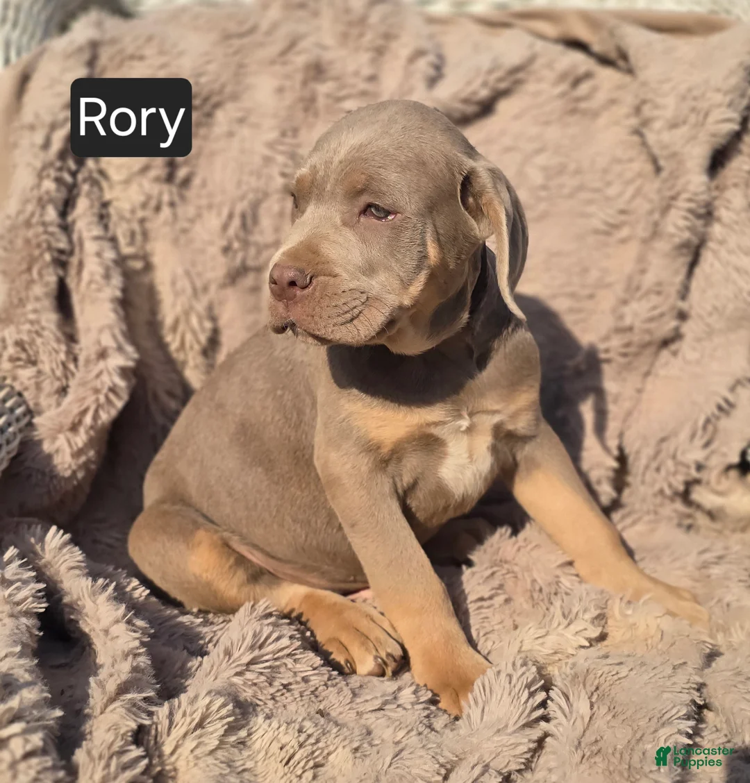 Cane Corso dogs for sale: Rory - Ad 4