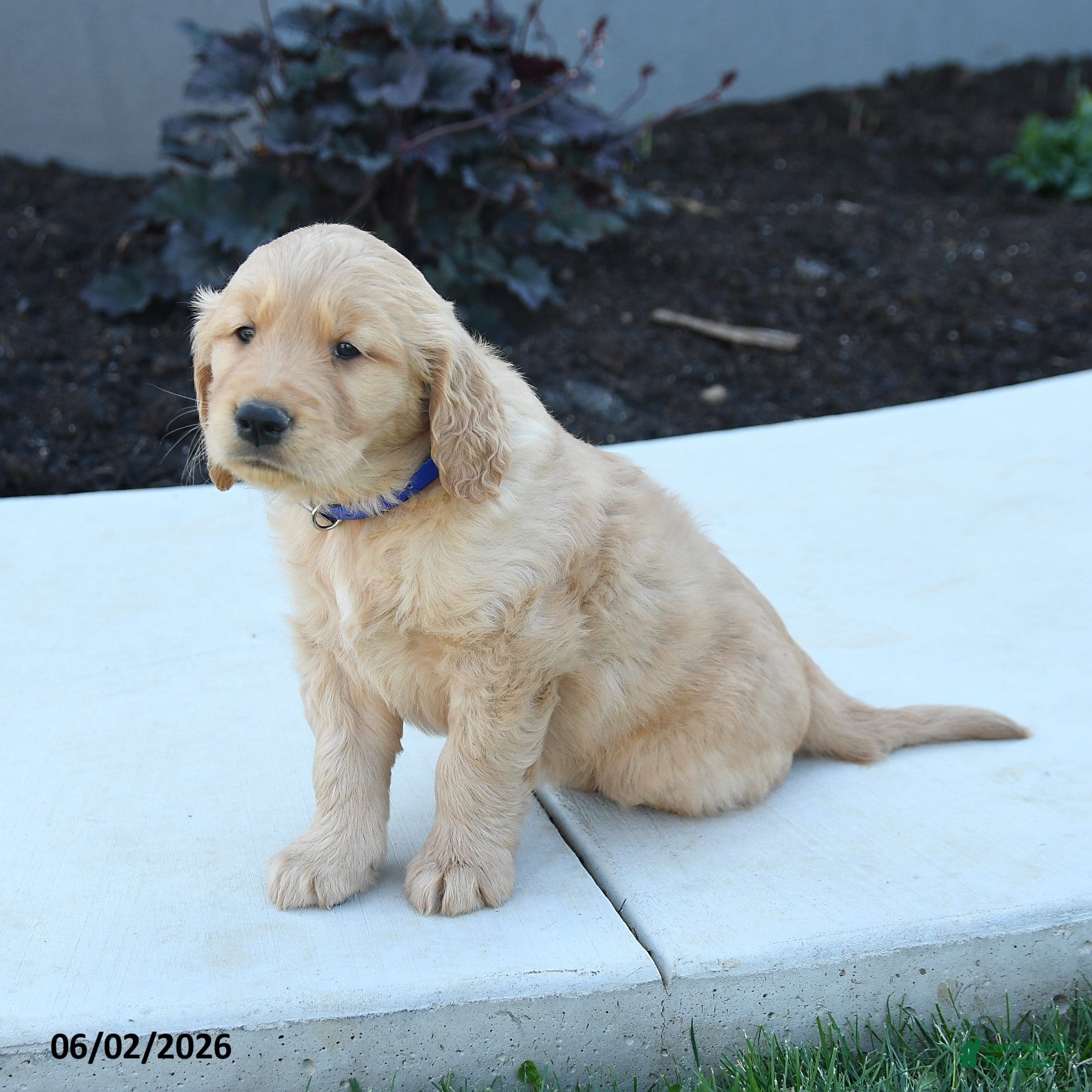 Golden Retriever dogs for sale: Watson - Ad 5