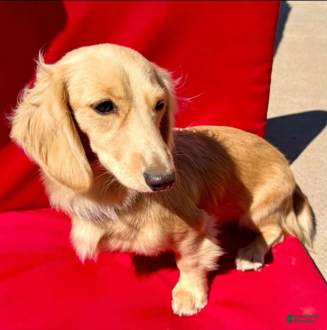 Miniature Dachshund dogs for sale: Miniature Dachshund 1 - Ad 6