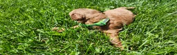 Standard Poodle dogs for sale: River  - Ad 8