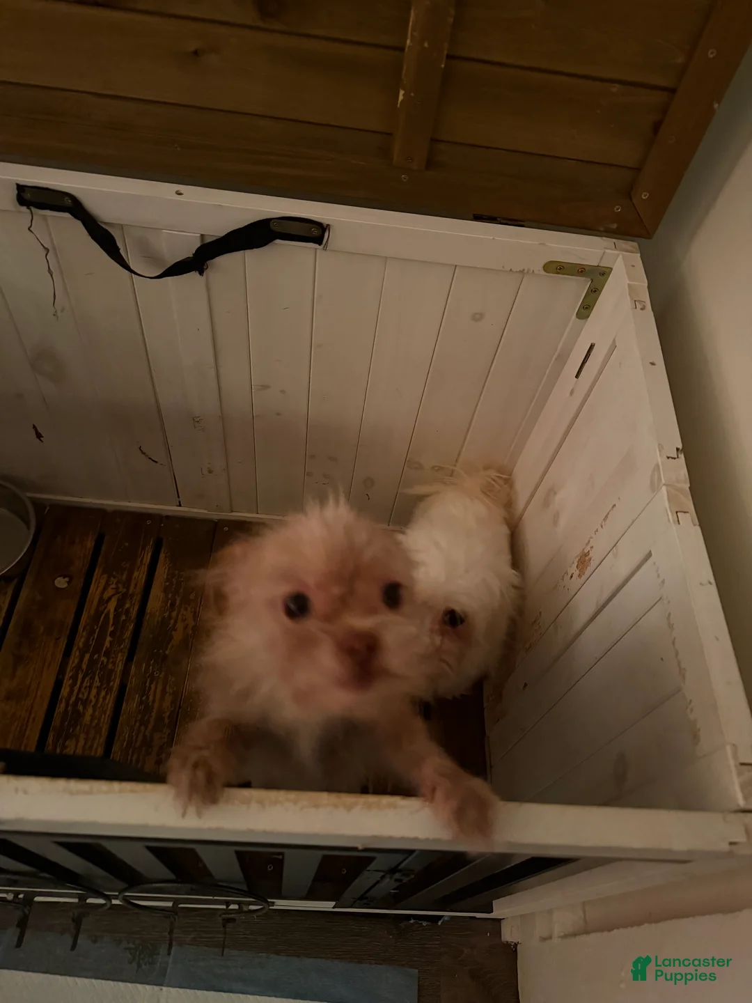 Mixed Breed dogs for sale: Princess  - Ad 6