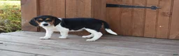 Beagle dogs for sale: Kaisley  - Ad 4