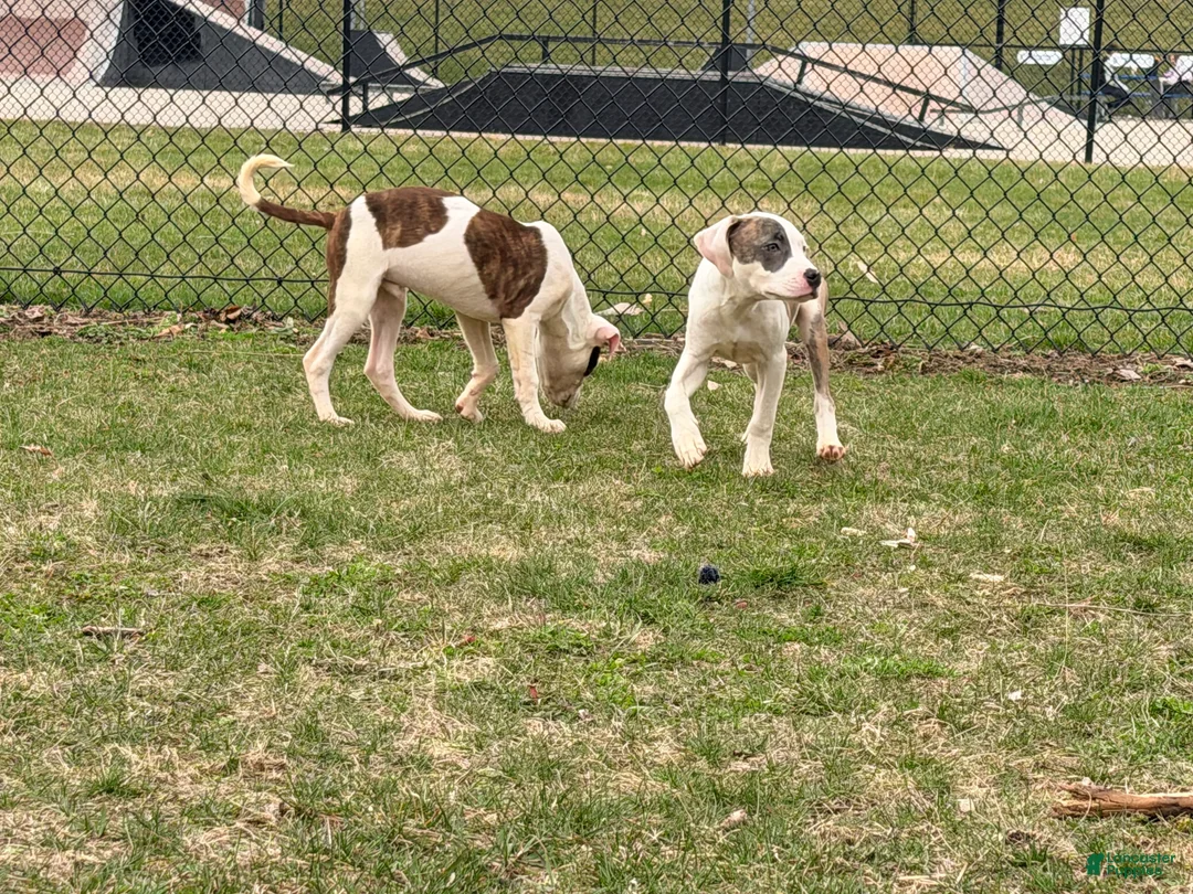 Mixed Breed dogs for sale: Rook - Ad 2