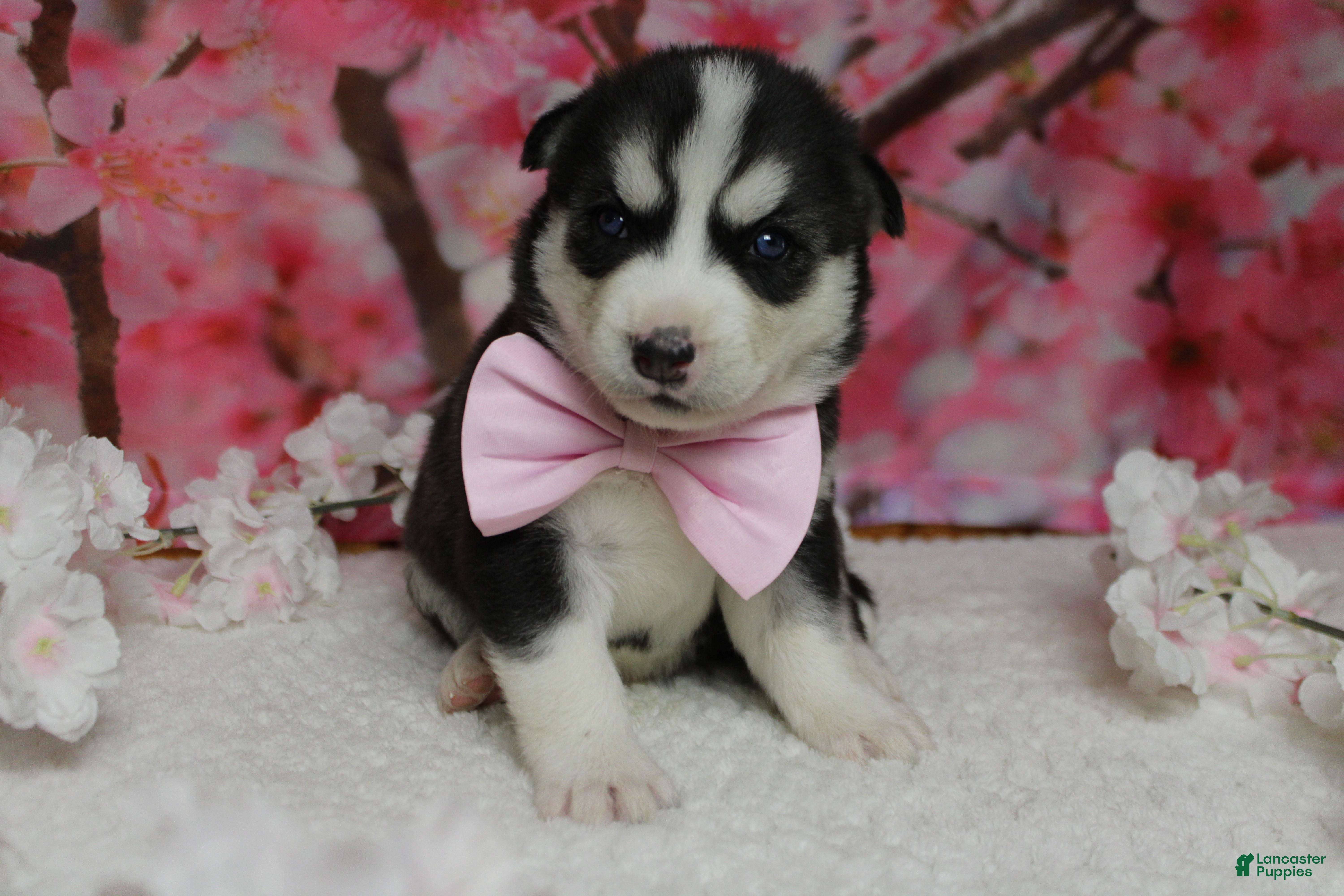 Siberian Husky dogs Storm  - Ad 2