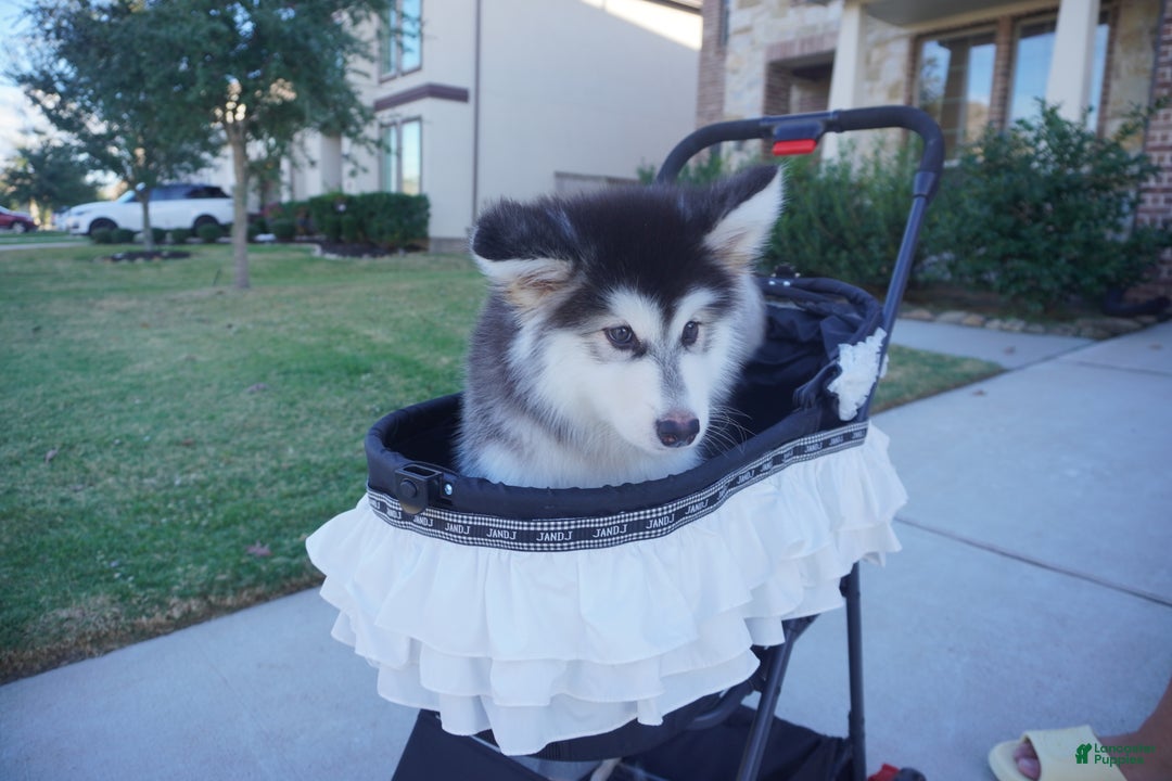 Alaskan Malamute dogs for sale: Xiao Hong - Ad 12