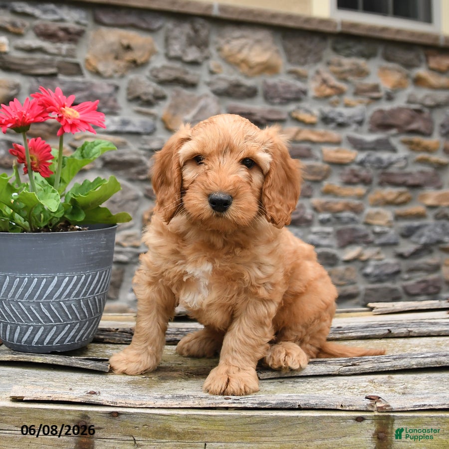 Mini Goldendoodle dogs Duke - Ad 2