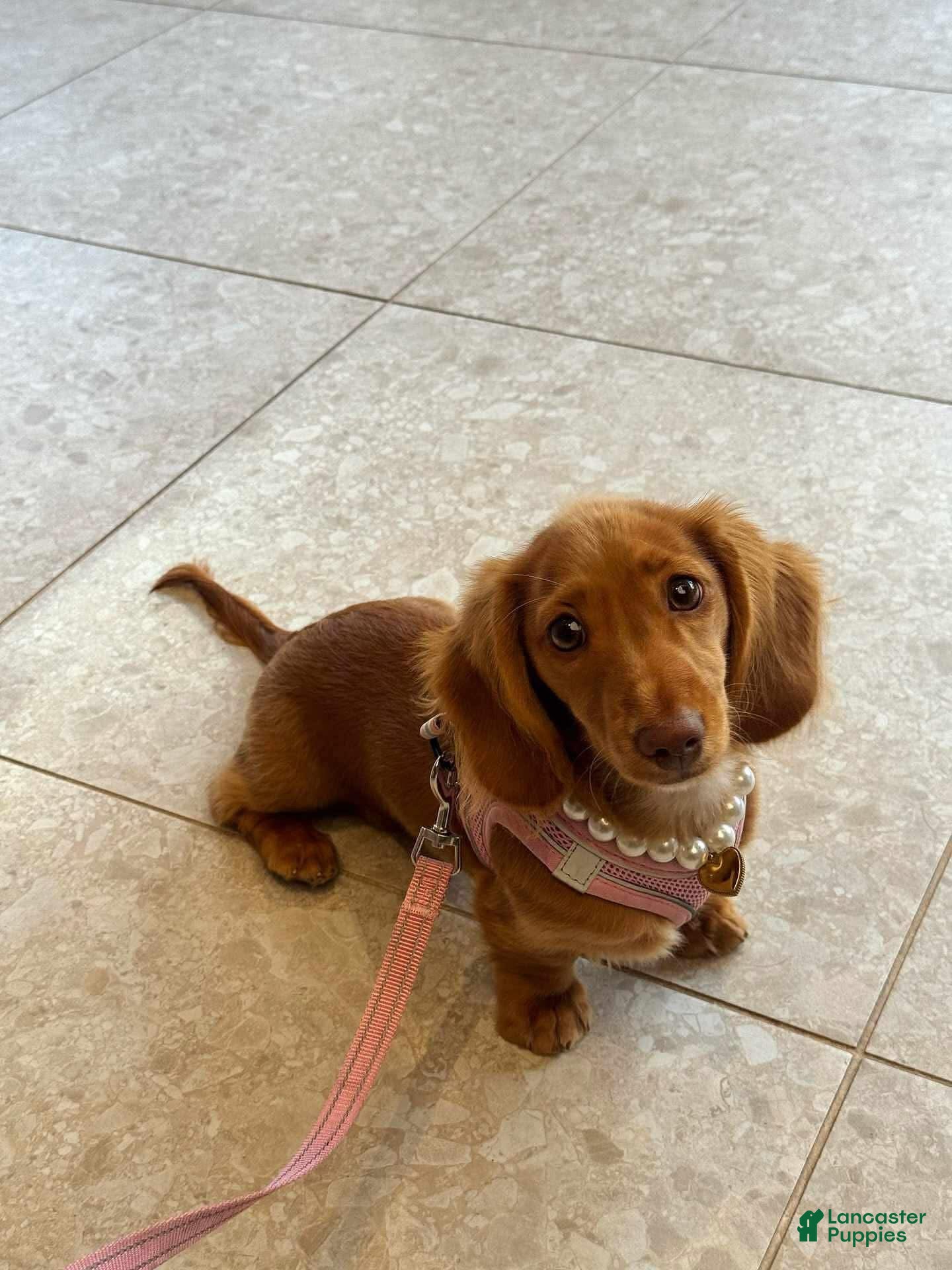 Dachshund dogs Daisy - Ad 42