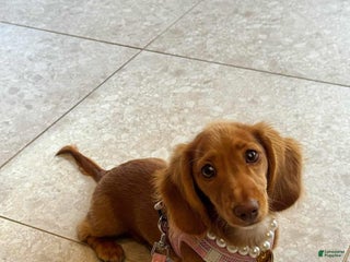 Dachshund dogs Daisy - Ad 42