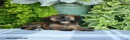 Maltipoo dogs for sale: Paisley - Ad 3