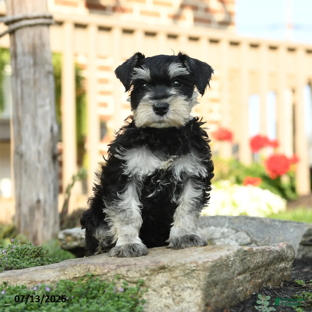 Miniature Schnauzer dogs for sale: Lincoln - Ad 1