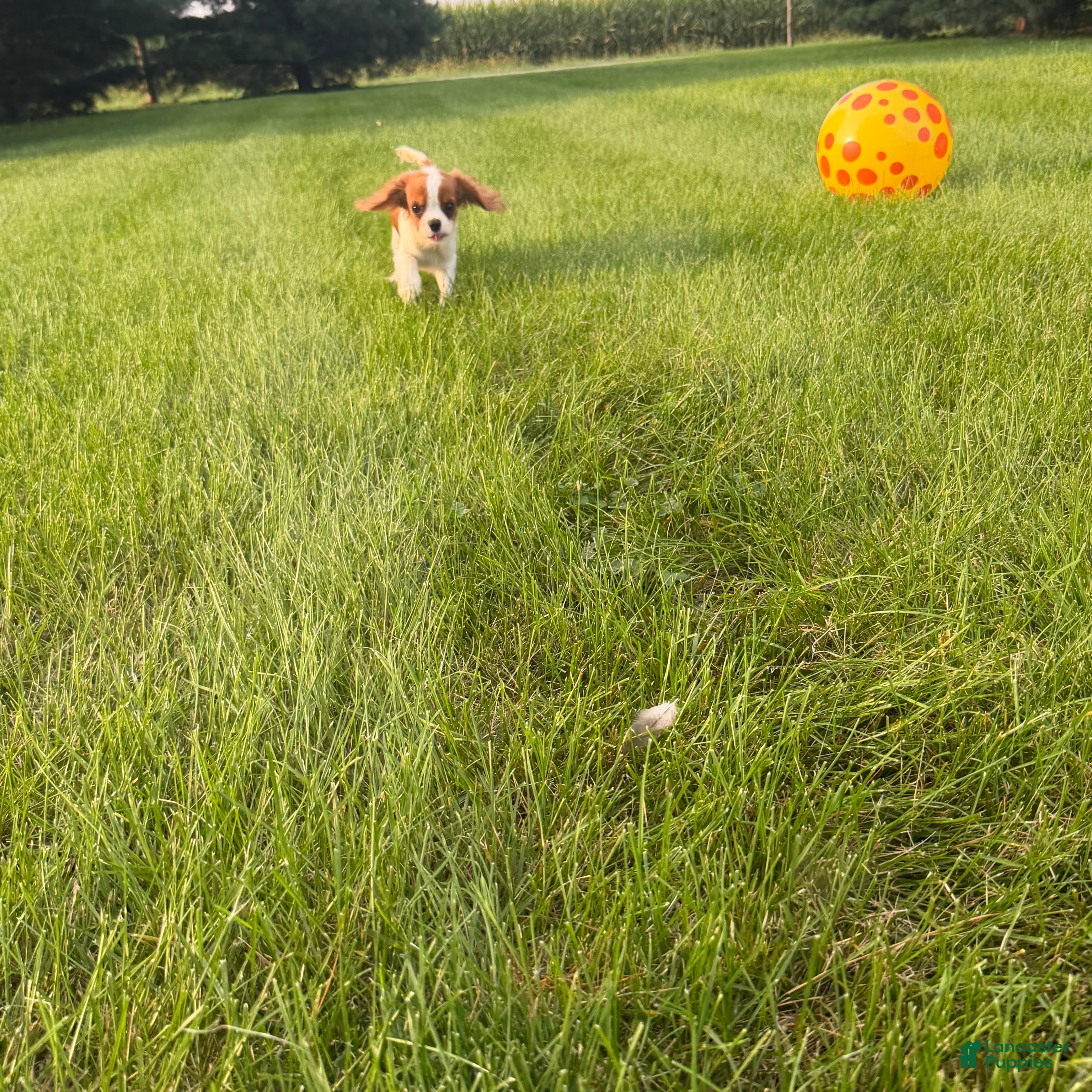 Cavalier King Charles Spaniel dogs Liam Cavalier King Charles Spaniel Puppy  - Ad 2