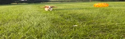 Cavalier King Charles Spaniel dogs for sale: Liam Cavalier King Charles Spaniel Puppy  - Ad 2