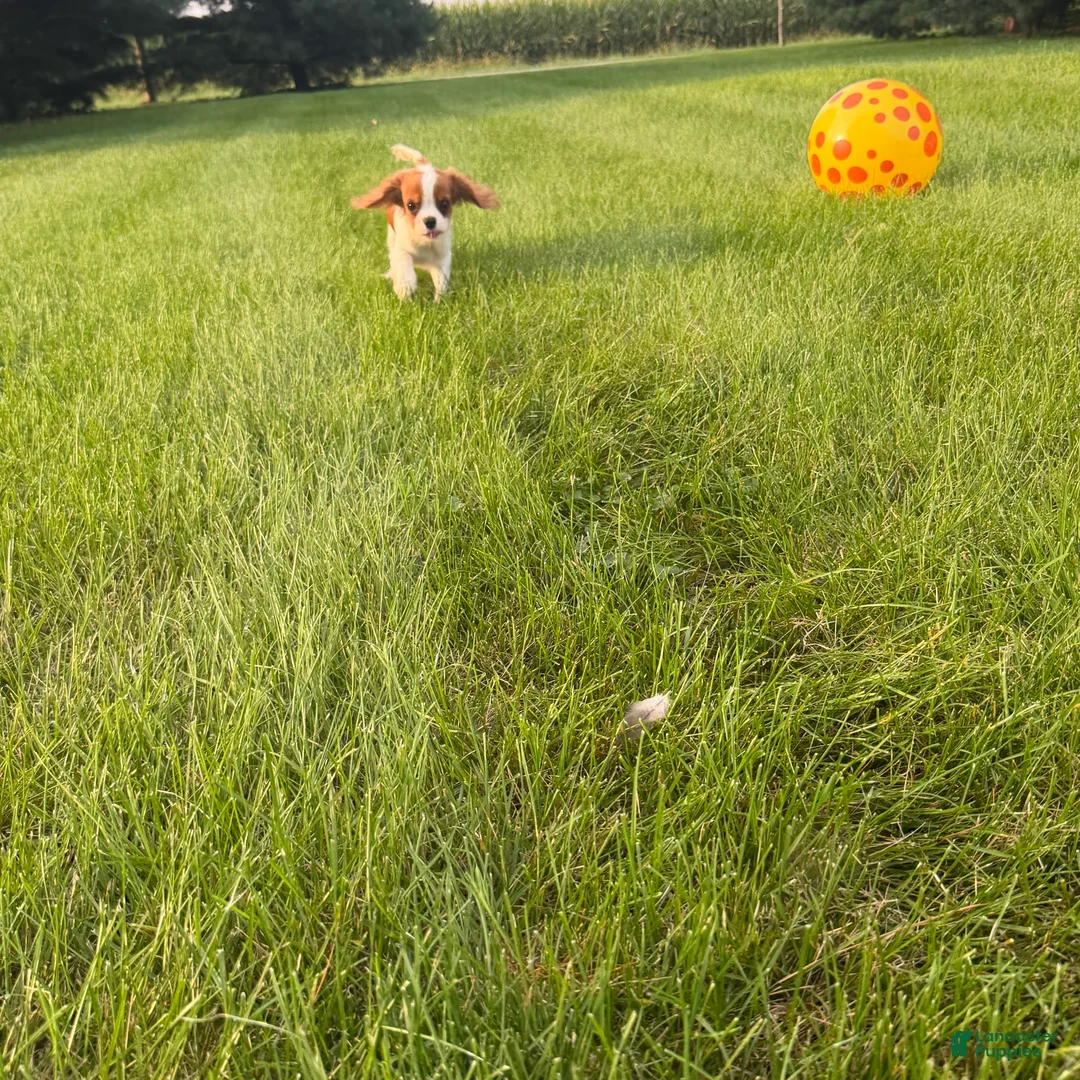 Cavalier King Charles Spaniel dogs for sale: Liam Cavalier King Charles Spaniel Puppy  - Ad 2