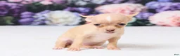Chihuahua dogs for sale: Missy - Ad 3