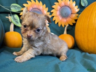 Chihuahua dogs - Ad 15