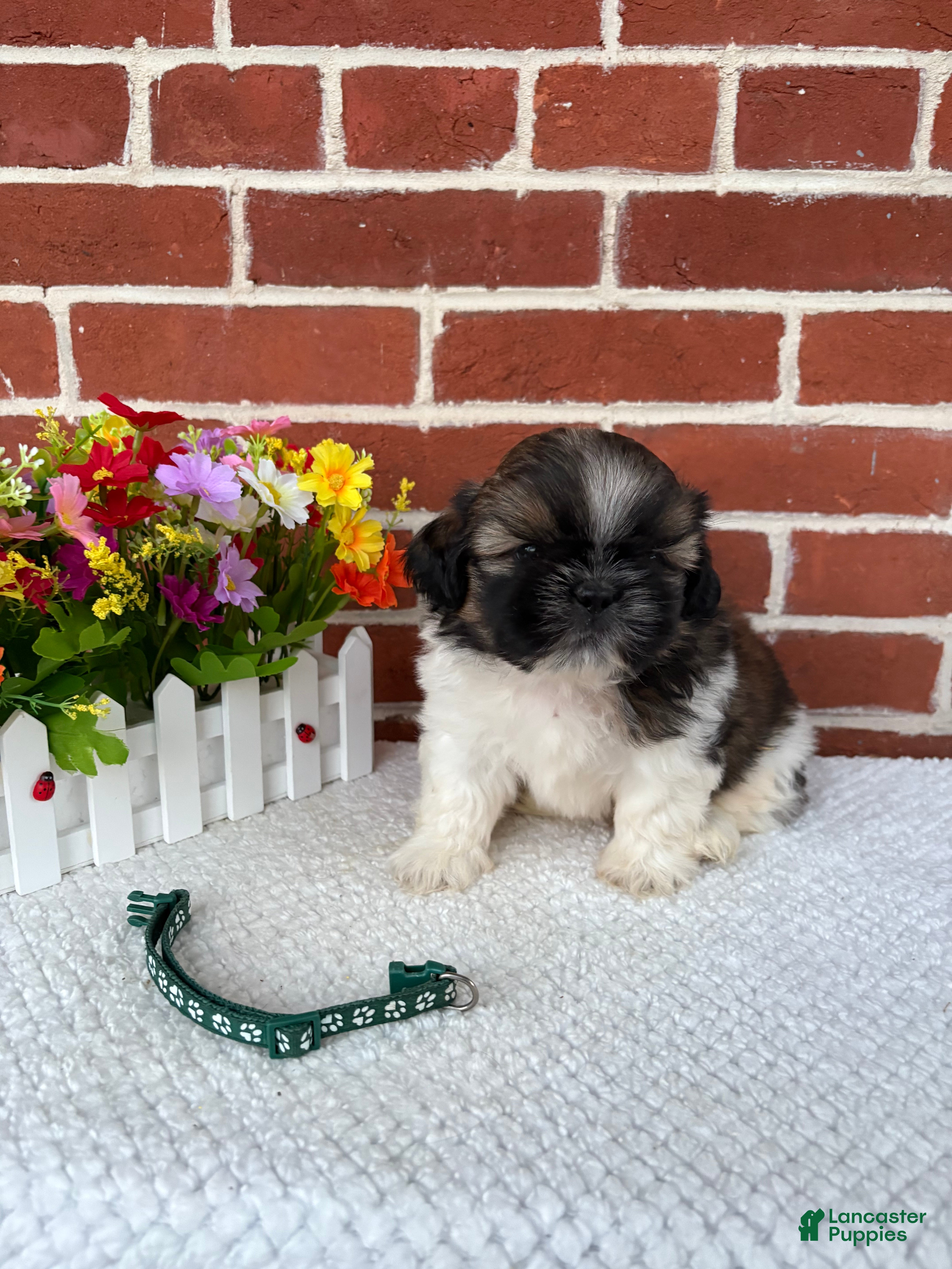 Shih Tzu dogs Carter - Ad 2