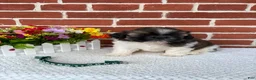 Shih Tzu dogs for sale: Carter - Ad 2