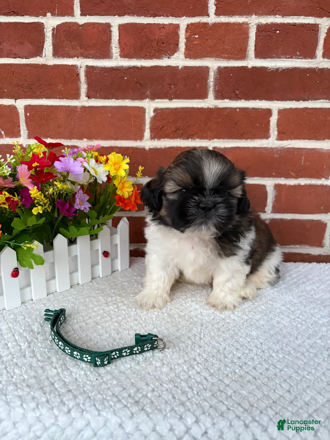 Shih Tzu dogs for sale: Carter - Ad 2