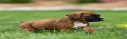 Boxer dogs for sale: Niki Boxer 4 - Ad 3