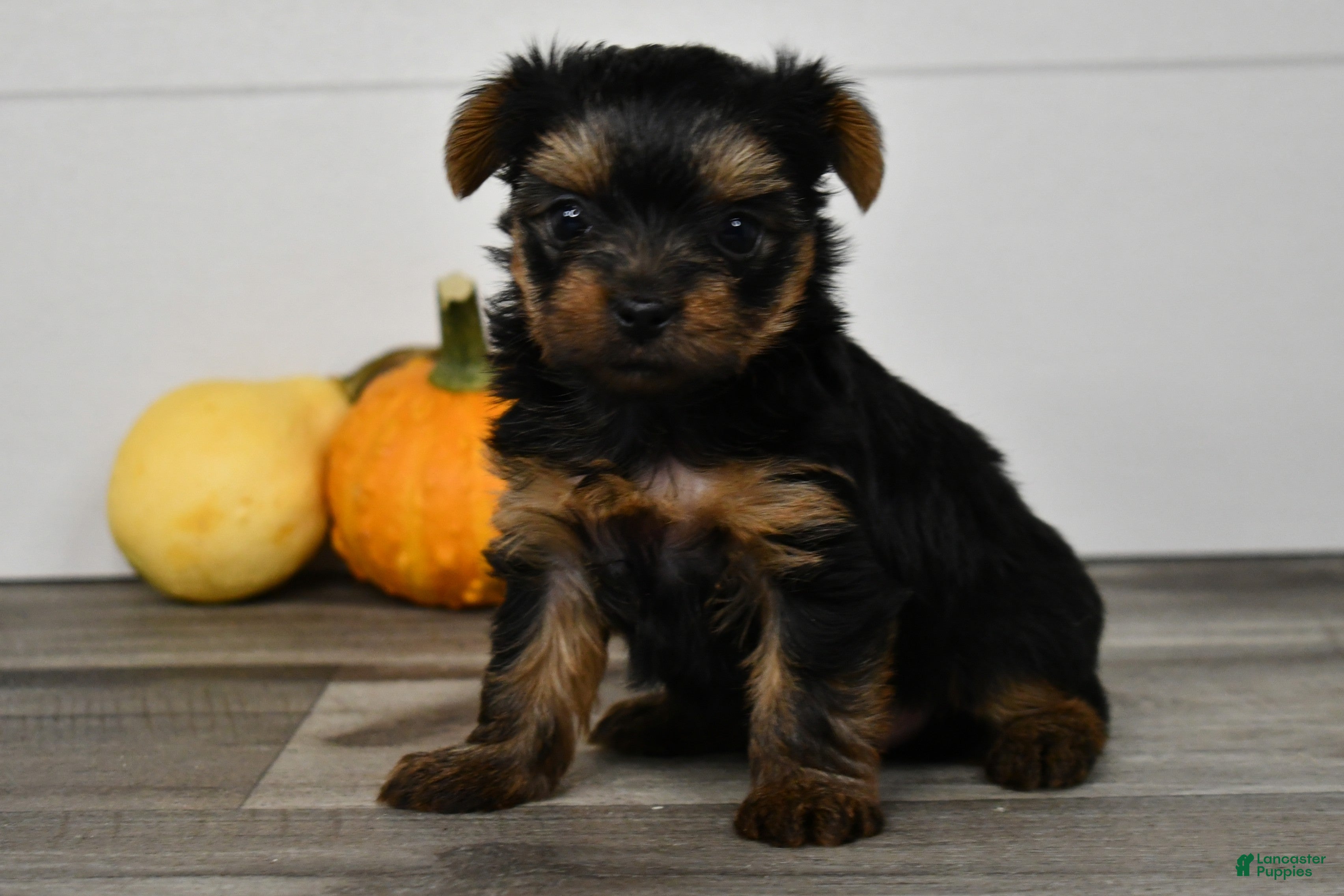 Yorkshire Terrier dogs for sale: Asia - Ad 2