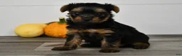 Yorkshire Terrier dogs for sale: Asia - Ad 3