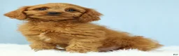 Cavapoo dogs for sale: Waffles 🧇 - Ad 6