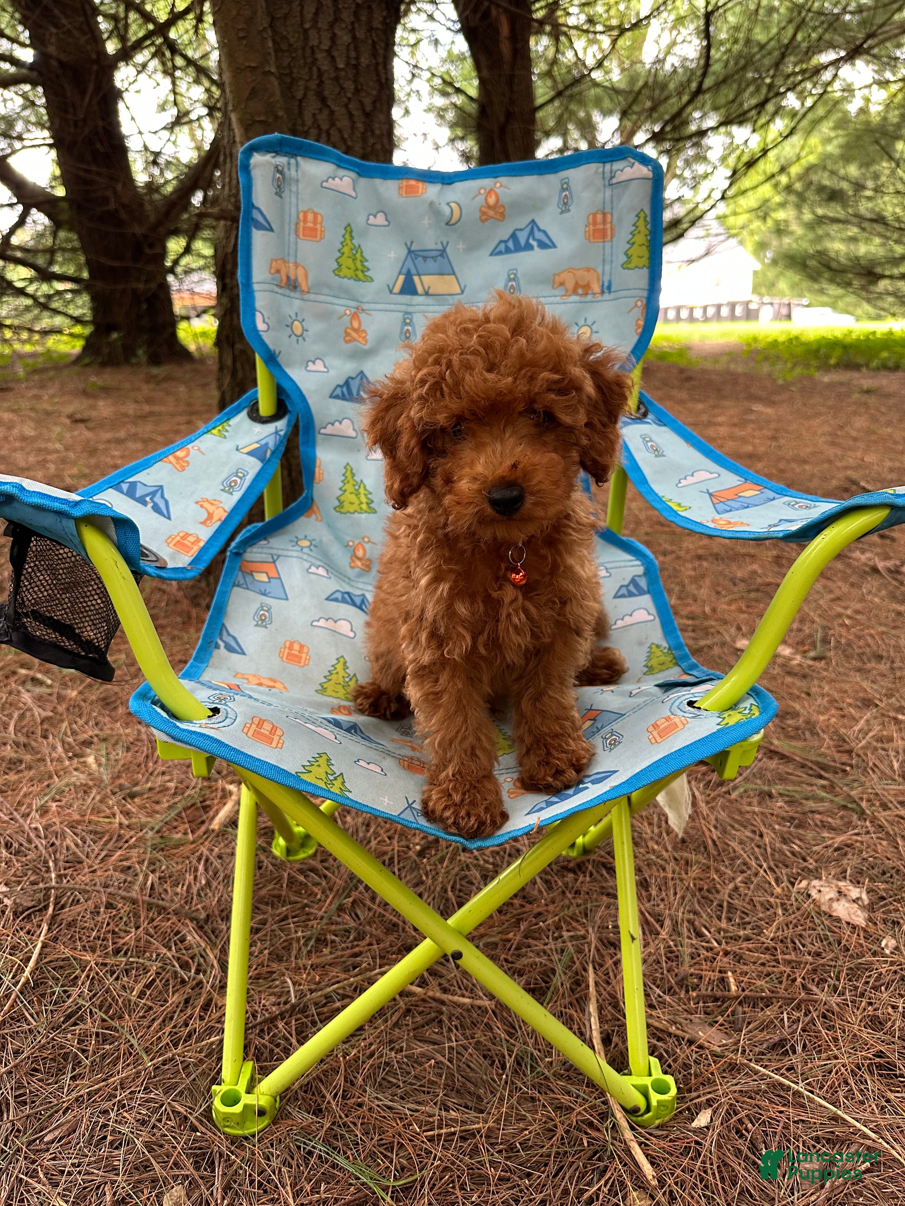 Miniature Poodle dogs Tiny - Ad 1