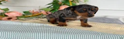 Miniature Dachshund dogs for sale: Jubilee - Ad 3