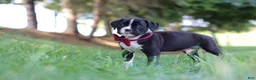 Boxer dogs for sale: Lane - Ad 6